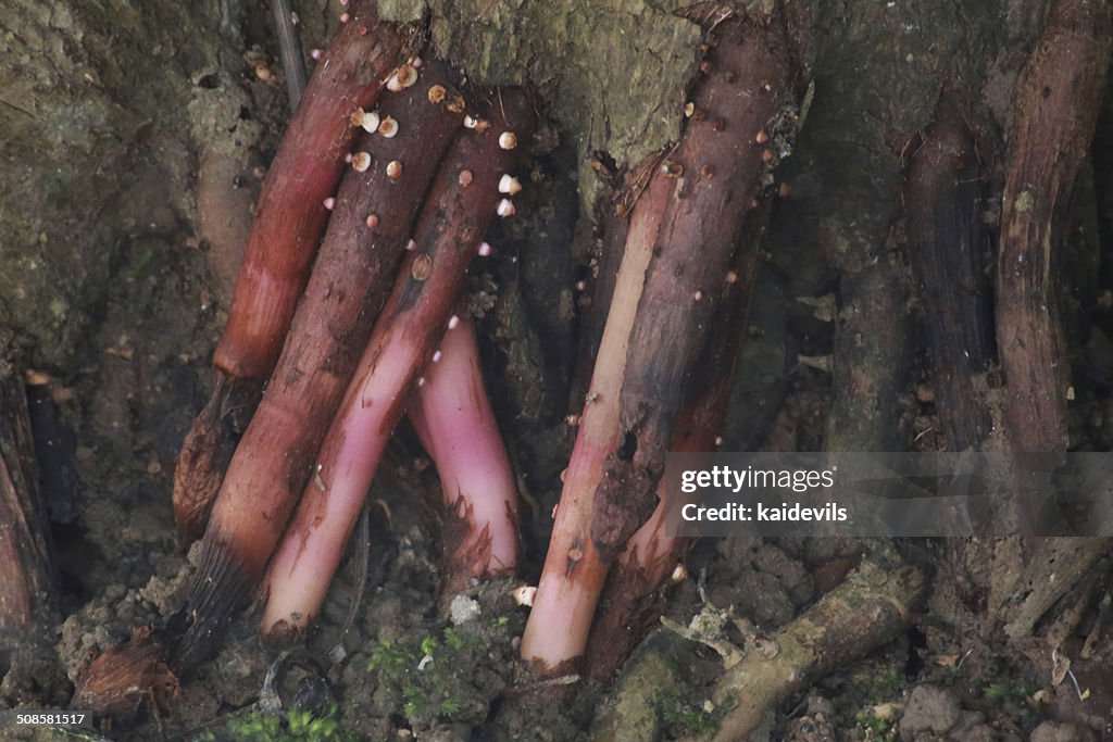 Tree root and many mold