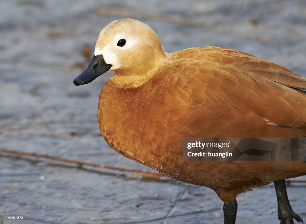 Ruddy Shelduck