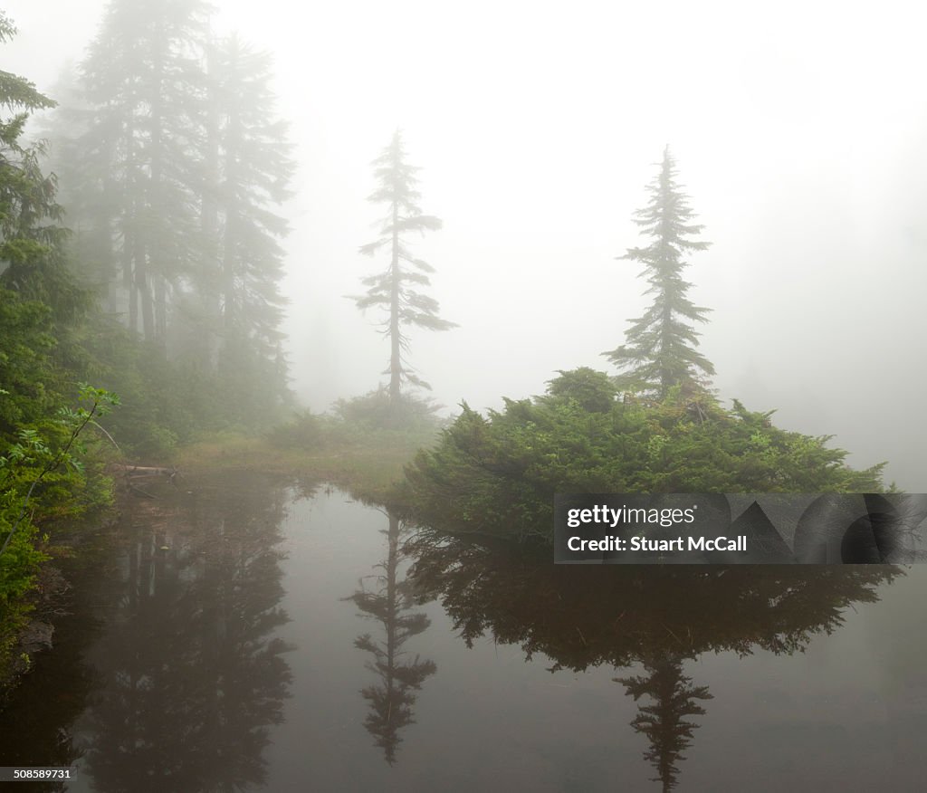 Alpine trees and lake in the fog