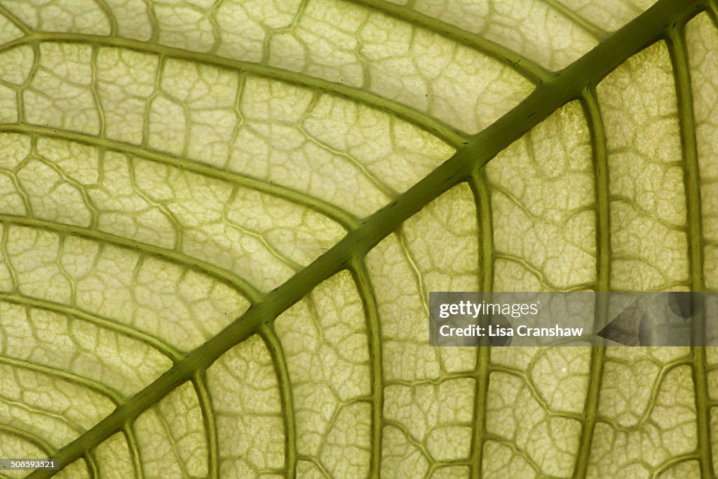 Green Leaf