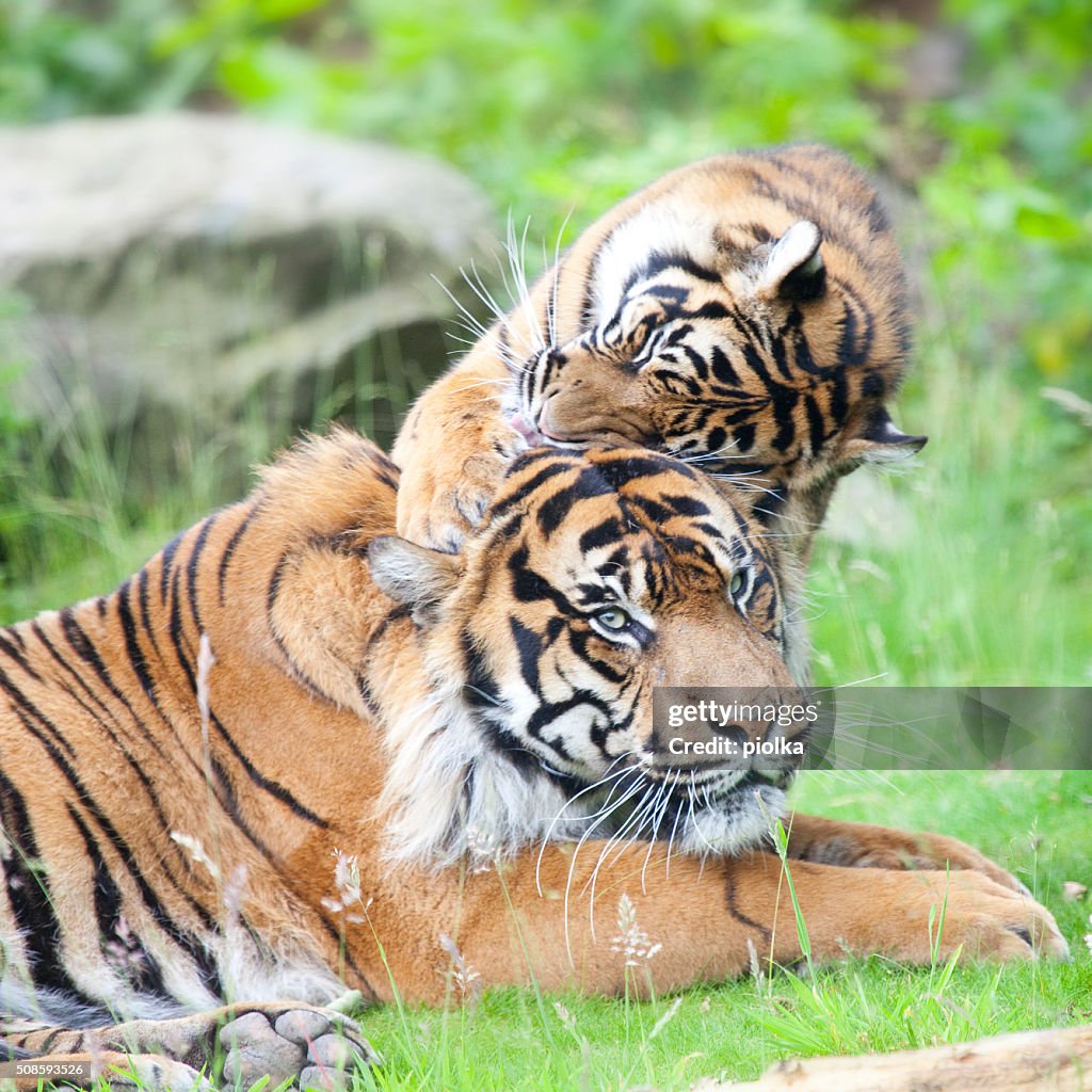 Zwei Tiger zusammen, kuscheln und Spielen