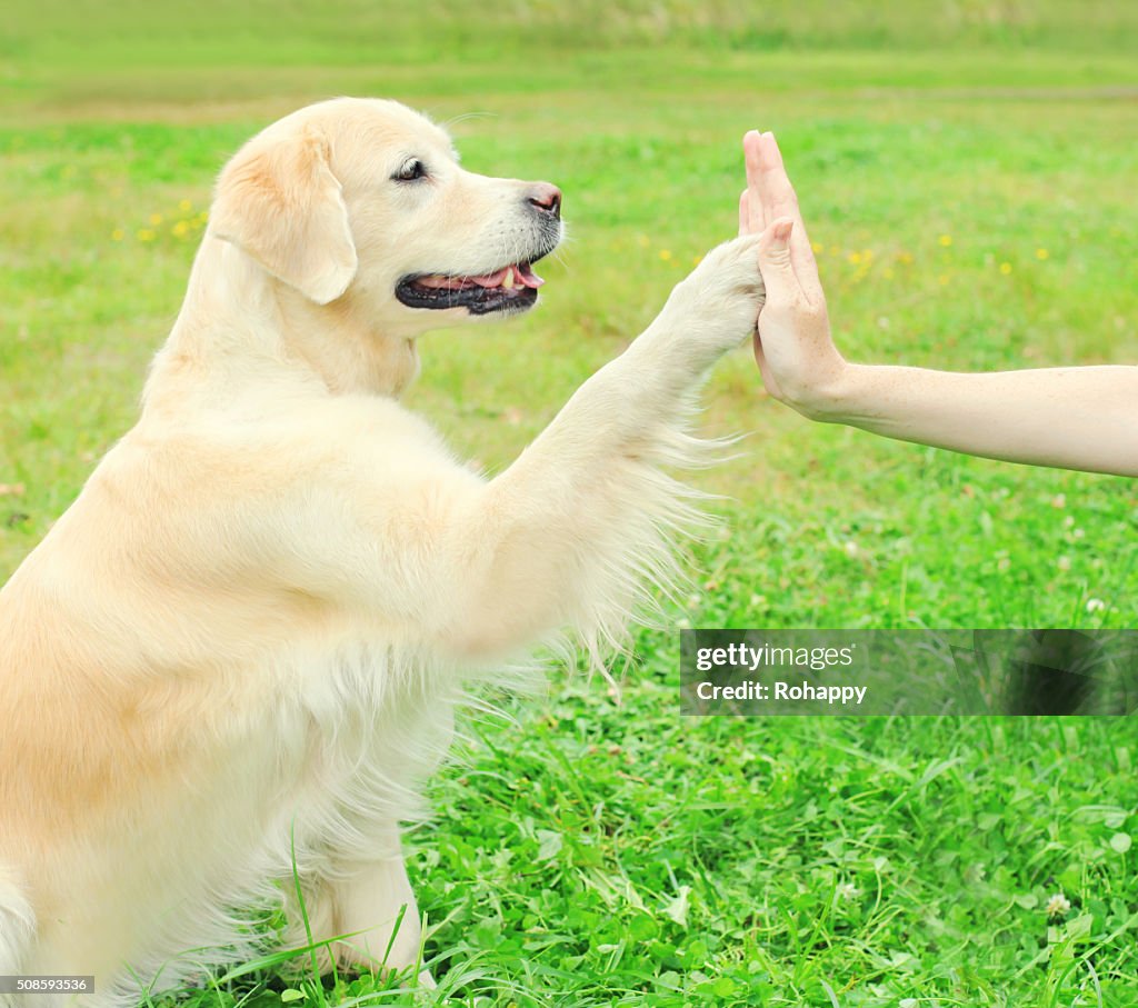 Owner training Golden Retriever dog on grass, giving paw