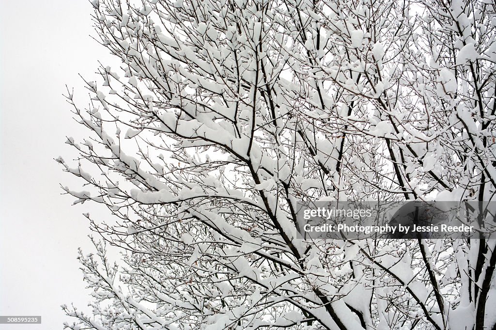 Fresh snow on tree branches