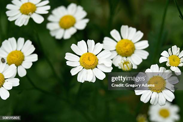 a small group of daisies - hatboro fotografías e imágenes de stock