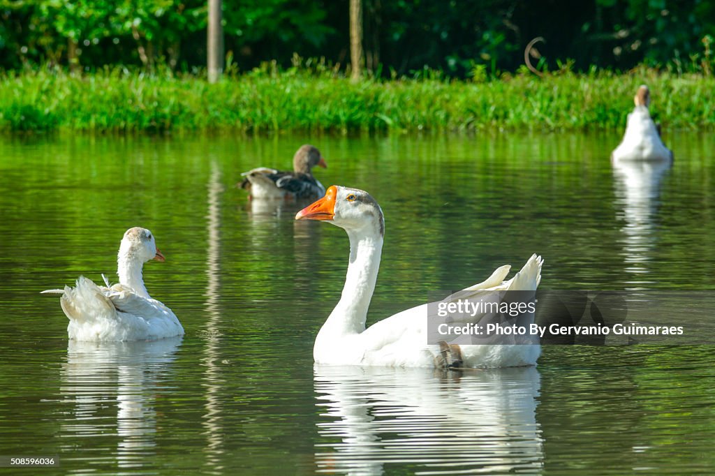 Ducks