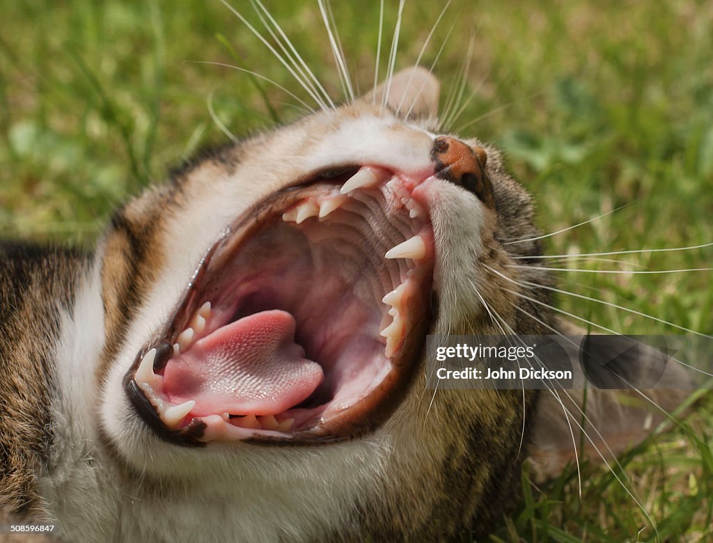 Cat yawning