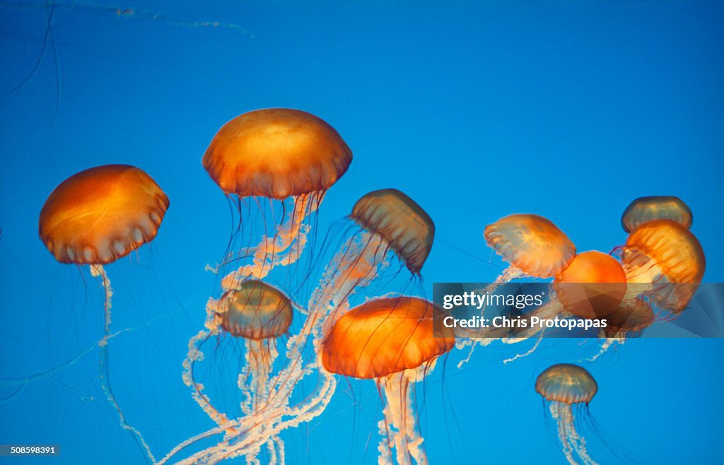 Jellyfish