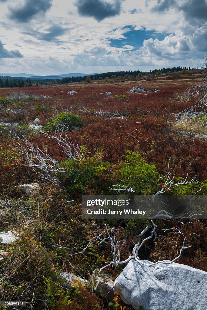 Dolly Sods, Autumn, WV