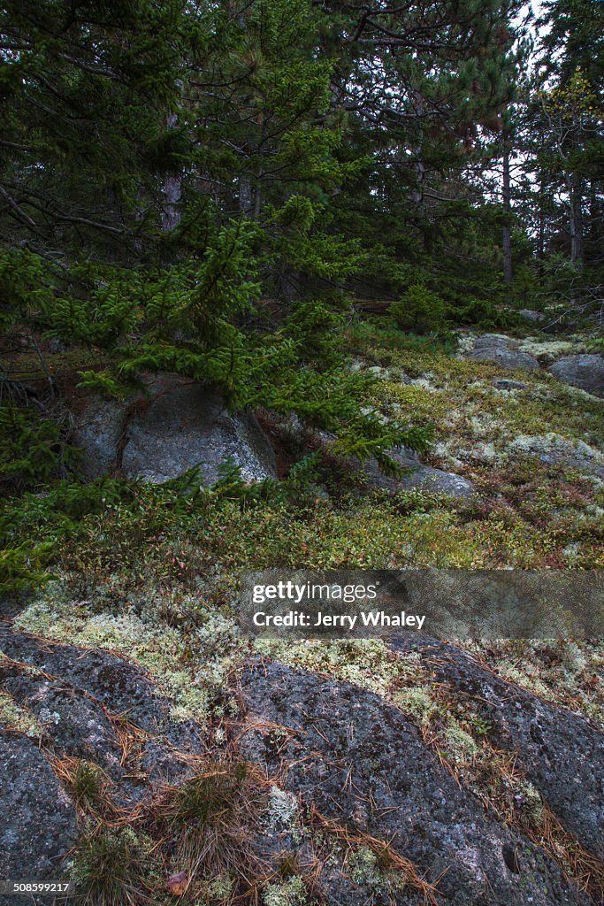 Beech Mtn Trail, Acadia NP, Maine