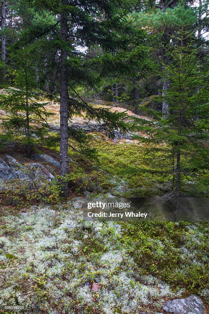 Beech Mtn Trail, Acadia