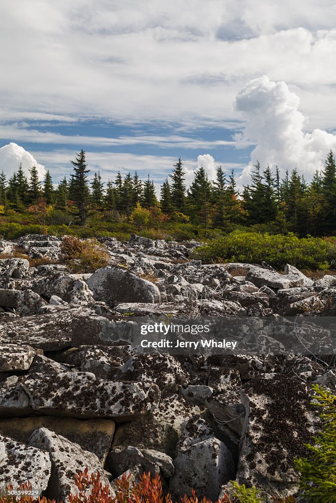 Dolly Sods, Autumn, WV