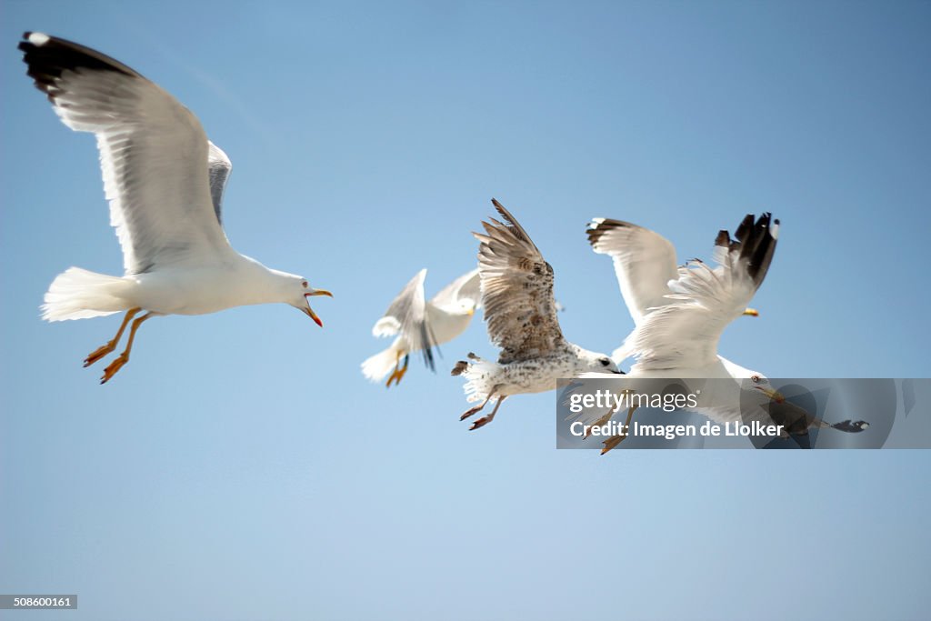 Flying seagulls