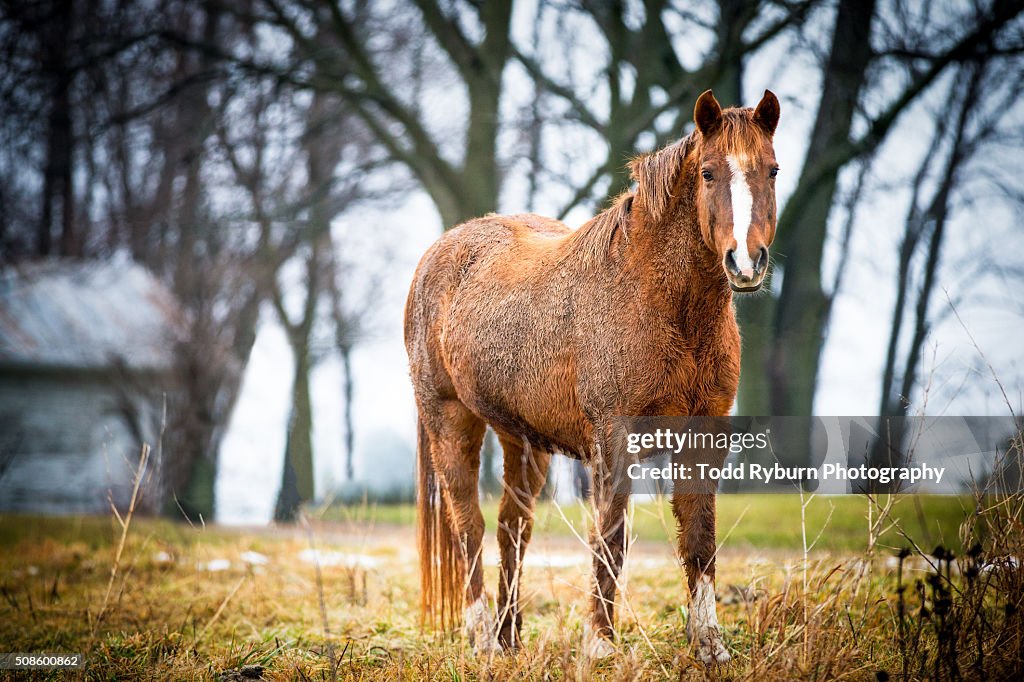 Happy Horse