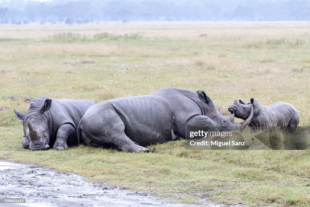 Rhinoceros family and baby sitting on grass