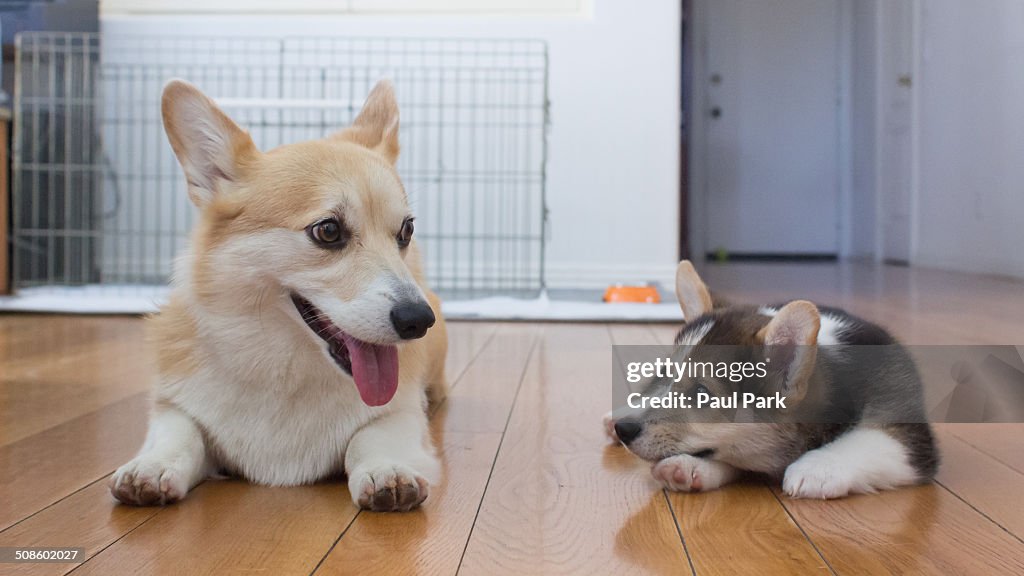 Cute Corgi dogs