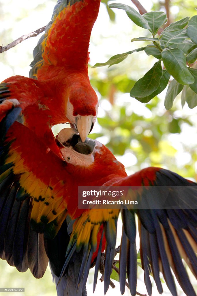 Scarlet macaws (Ara choropterus)