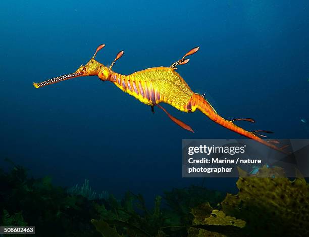 eye of the dragon - sea dragon stock pictures, royalty-free photos & images