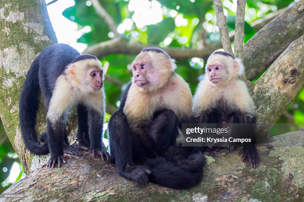 White-faced Capuchin Monkey Family