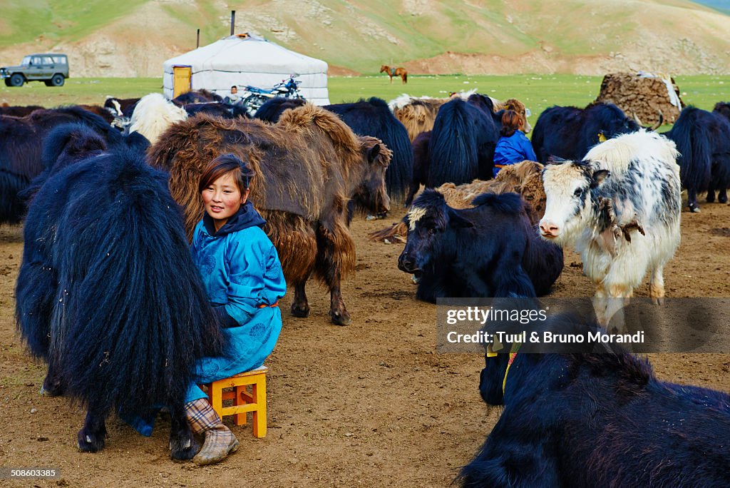 Time to milk the yak