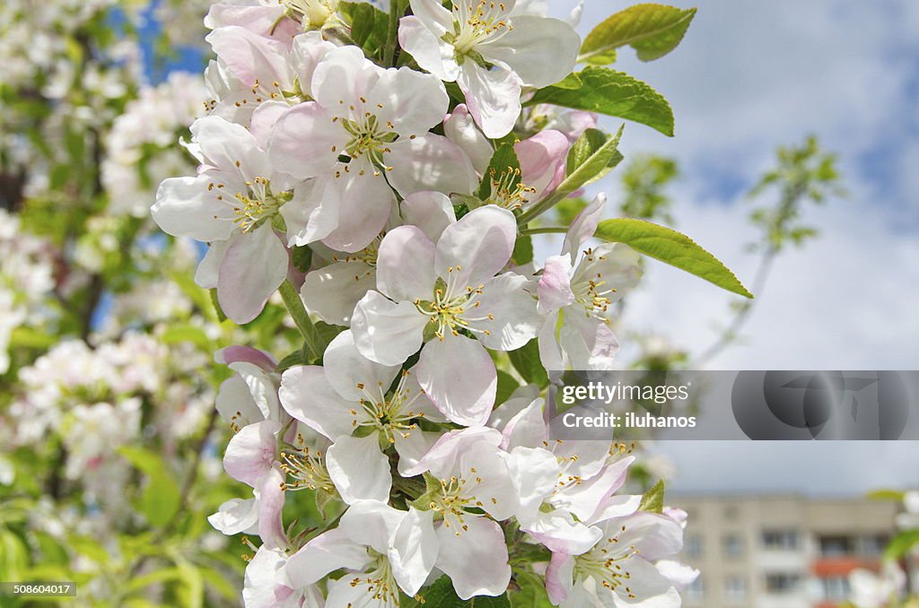 Spring flowers