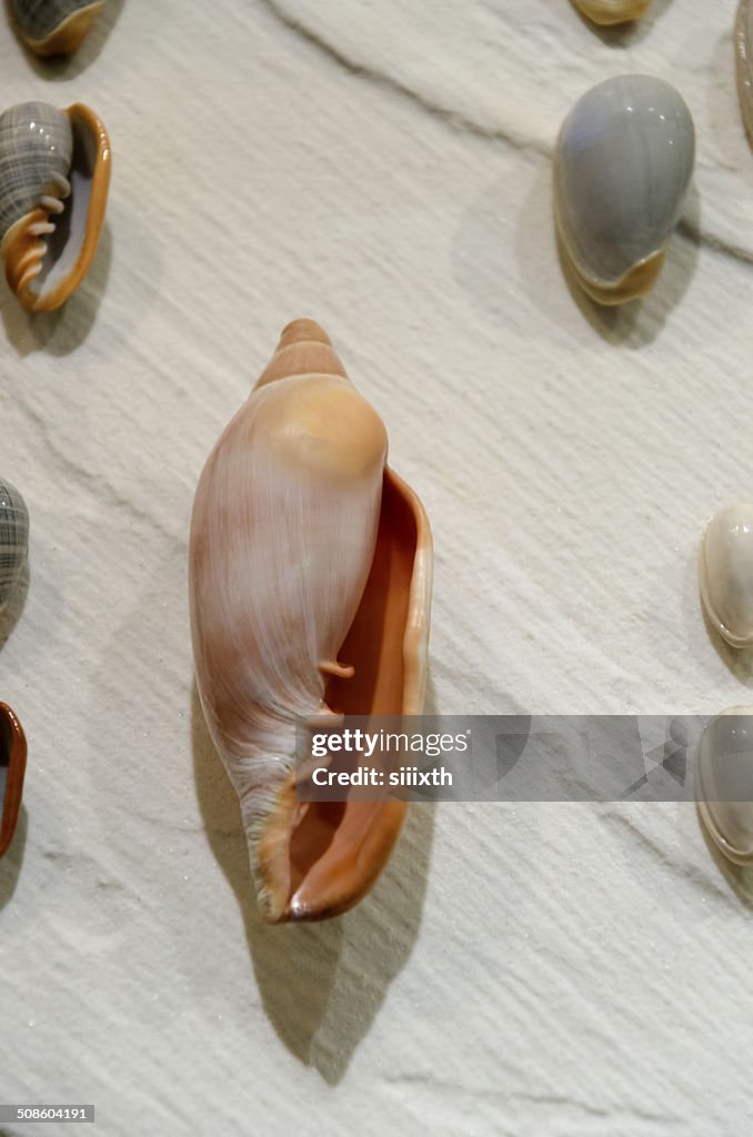 Sea shell