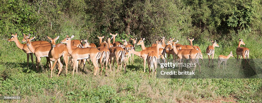 Large panorama with female impala.