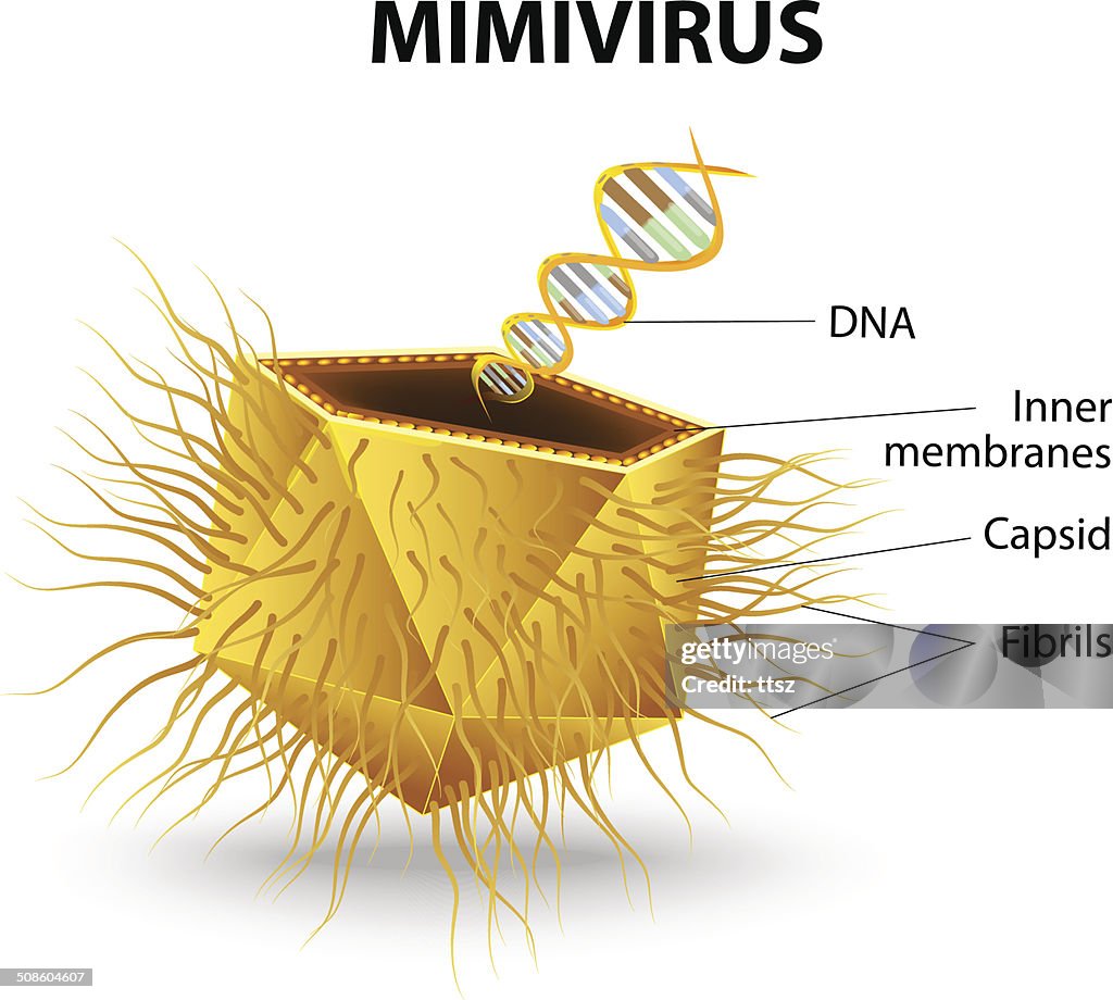 Mimivirus