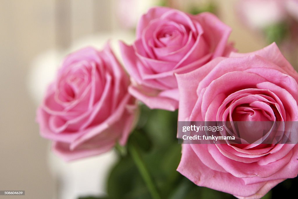 Three Pink Roses