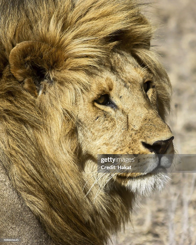 Lion in Africa