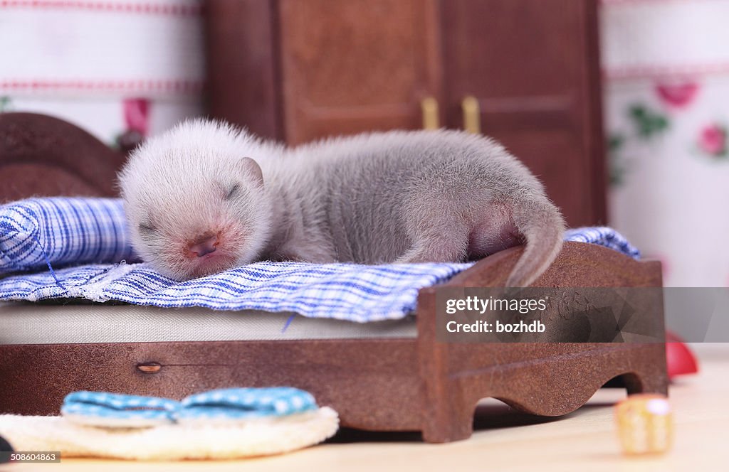 Ferret baby in doll house