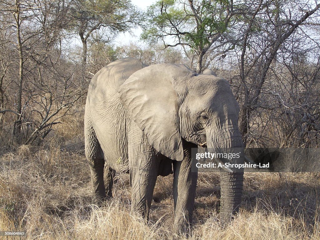 African Elephant 015