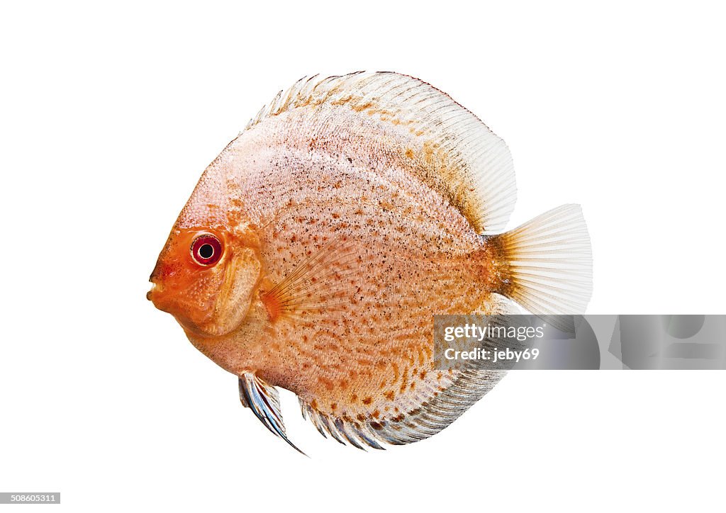 Beautiful Discus isolated on White Background