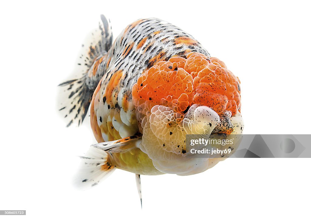 Beautiful Gold fish isolated on white background