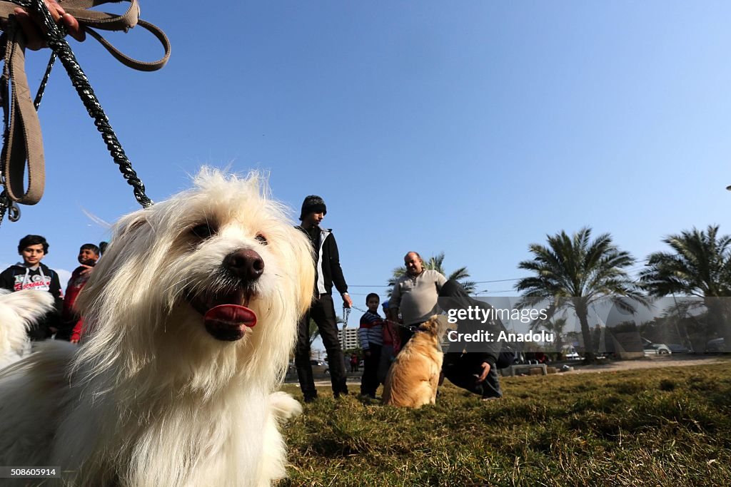 Palestinian animal lovers host an event in Gaza