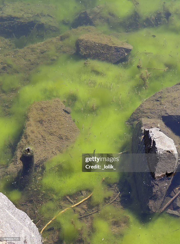 Green algae