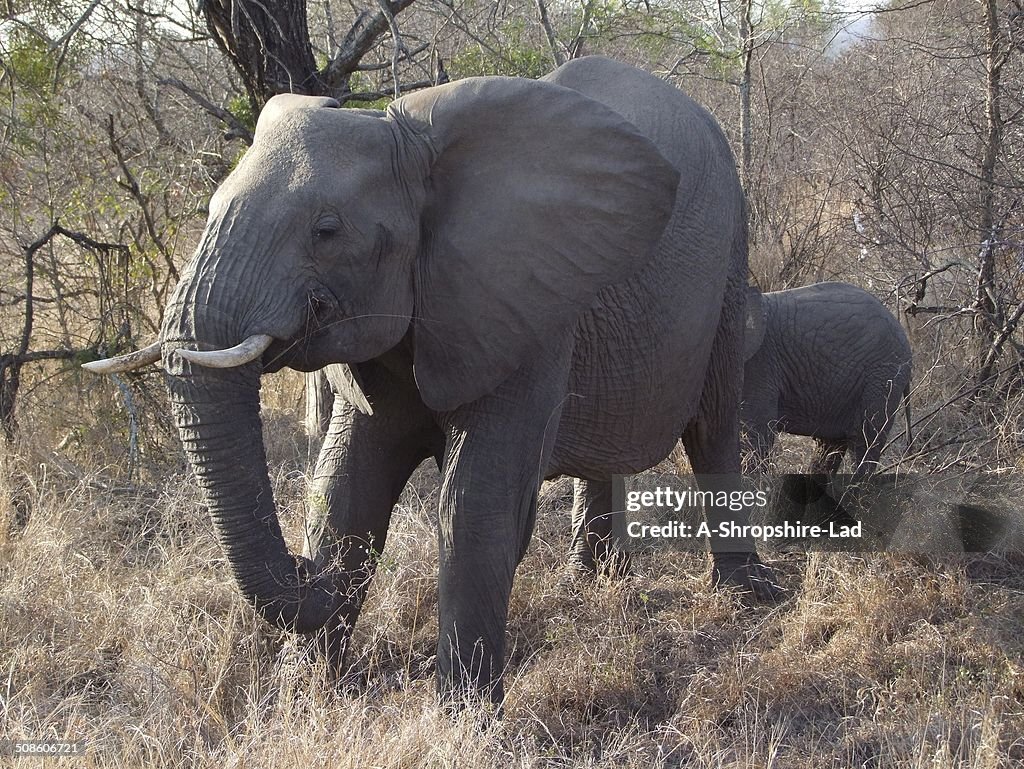 Elefanti africano