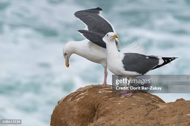 california gull (larus californicus) - gaviota de california fotografías e imágenes de stock