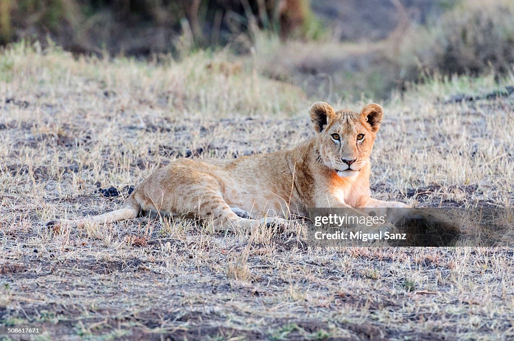 Lion cub lying in Masai Mara National Park, Kenya
