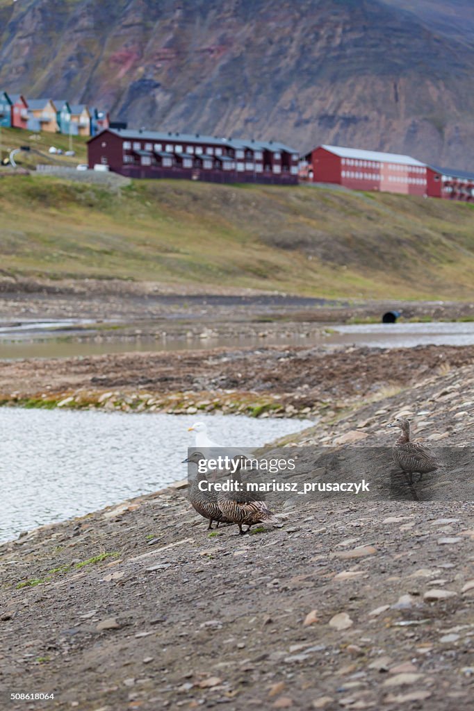 Beautiful scenic view in Svalbard, Norway.