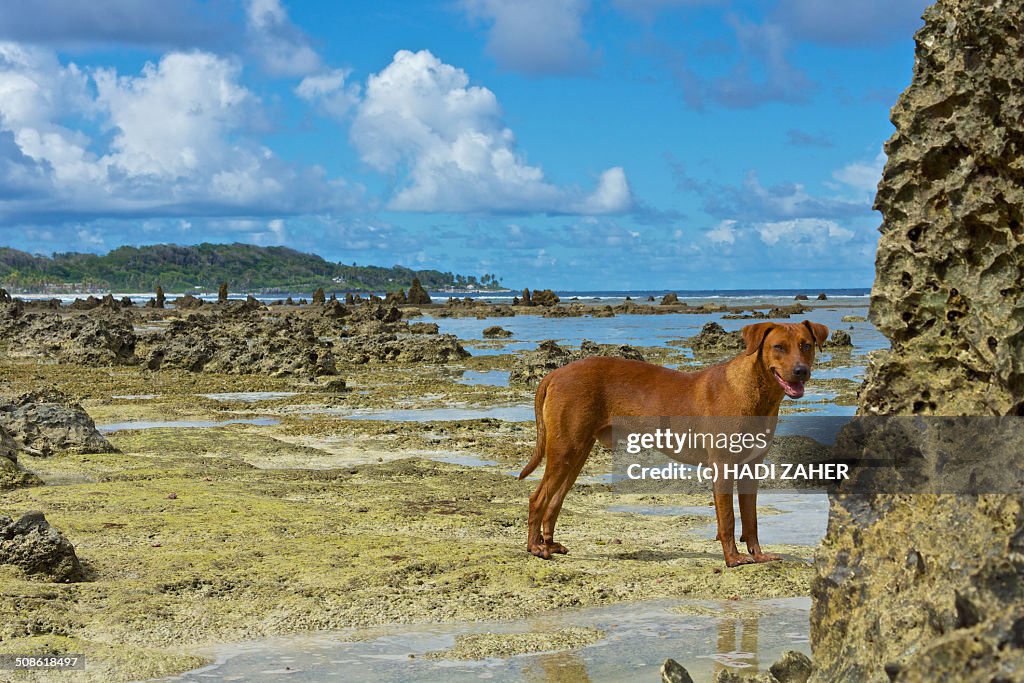 Stray dog on a rocky beach