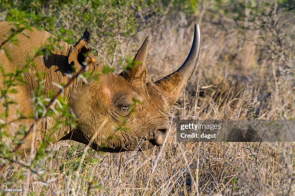 Black Rhino