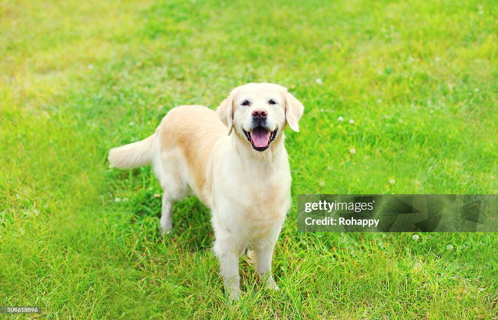 Happy Golden Retriever dog on grass in summer day