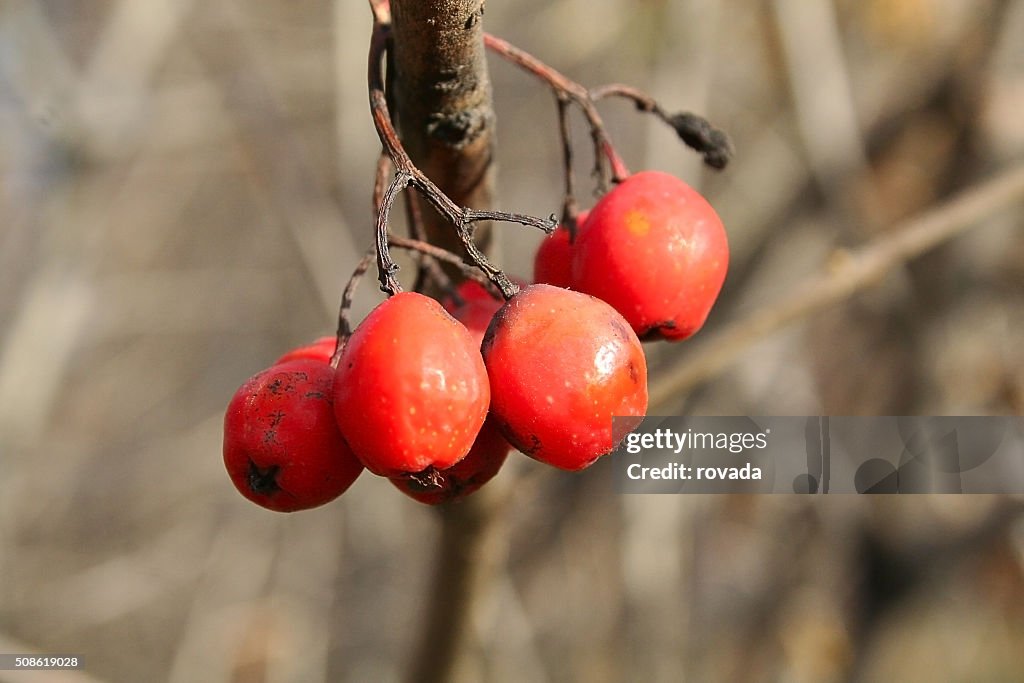 Paar Rowan auf einem Ast, Herbst