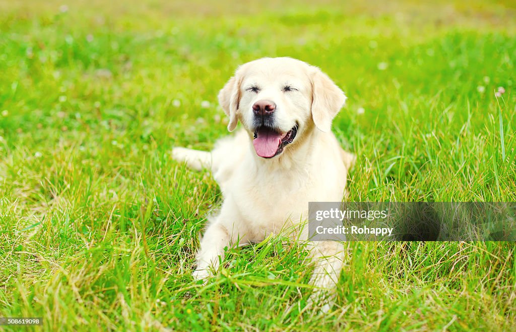 Happy Golden Retriever dog lying resting on grass