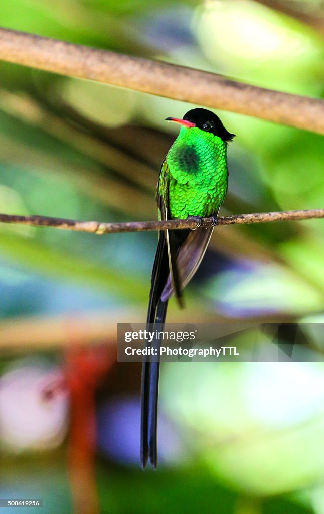 Male hummingbird perching on a branch with bright green chest.