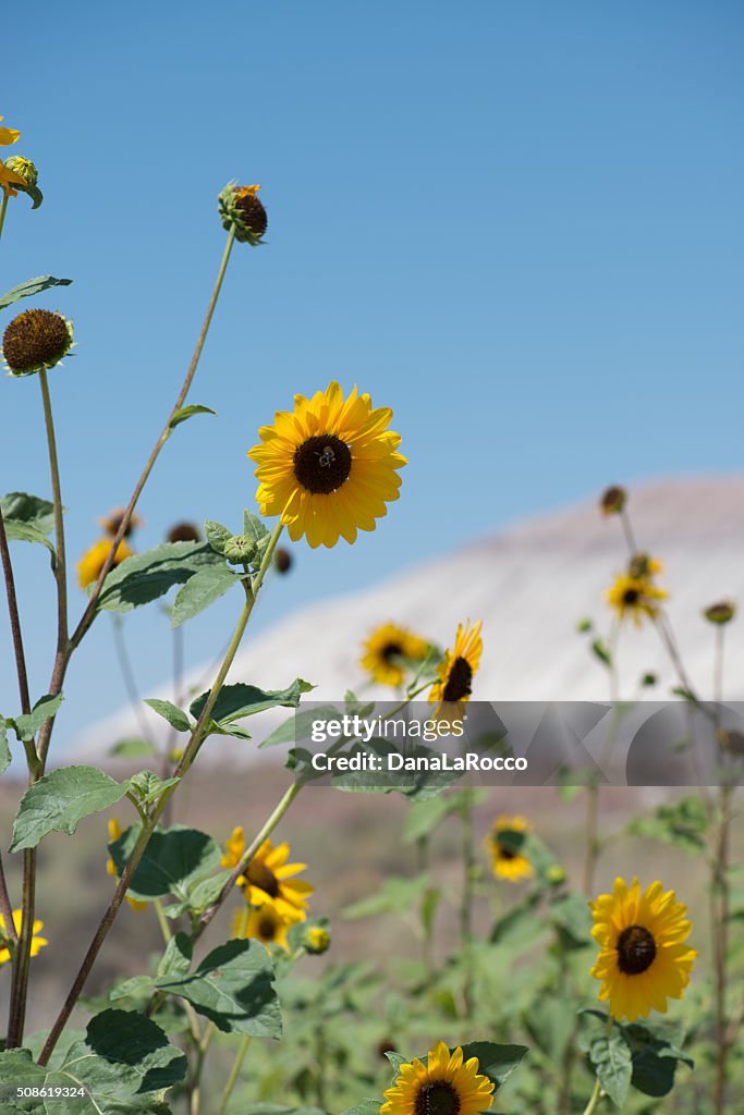 Life in Death Valley