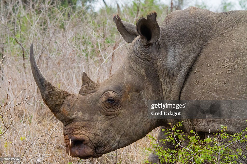 White Rhino