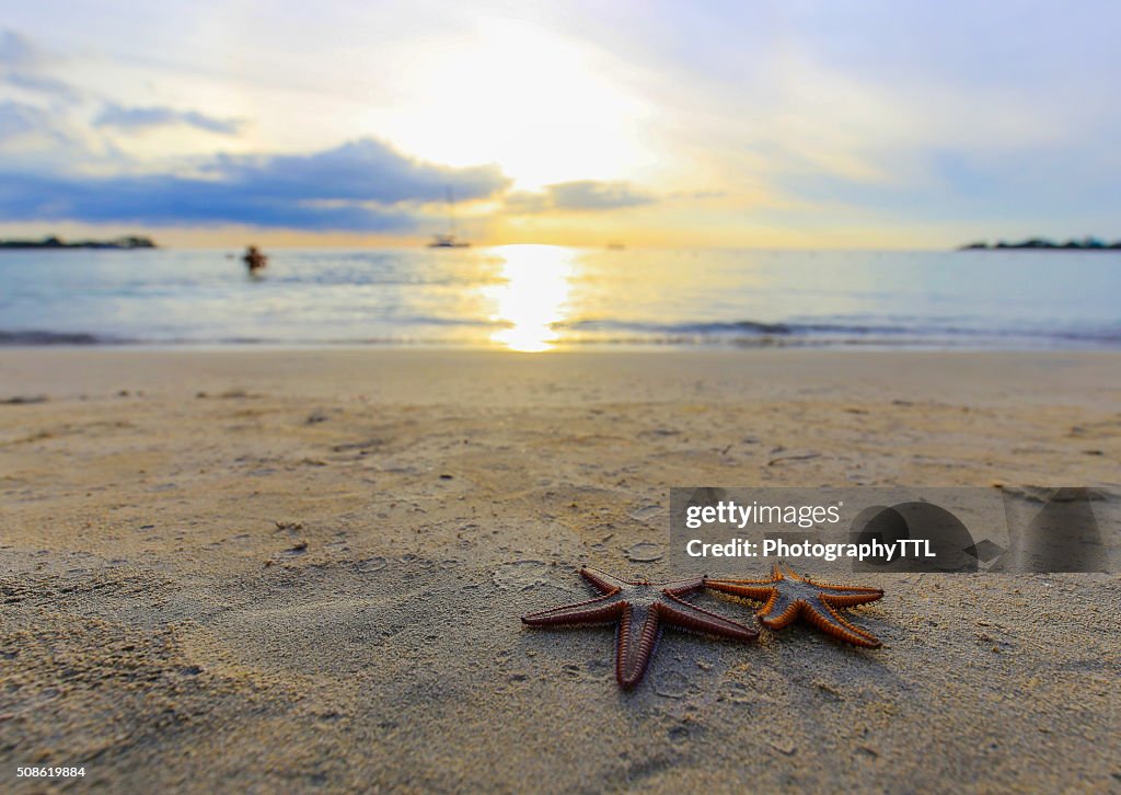 Dos estrella de mar en la playa al anochecer, de un romántico metáfora.