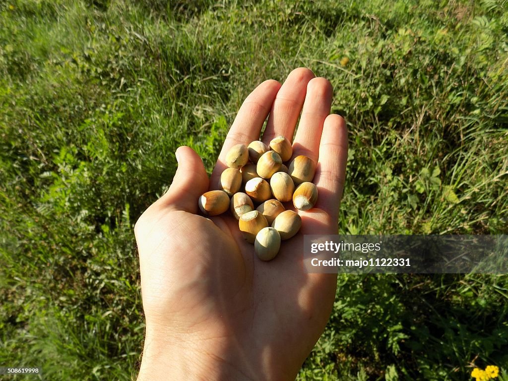 Hazelnuts on palm