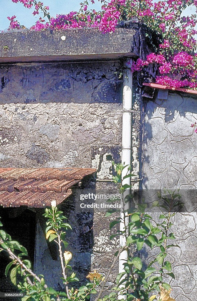 TROPICAL FLOWERS ON ROOF OF ABANDONED DOMINICA HOUSE